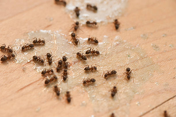 Best Affordable Pest Control Services  in Falls Creek, PA
